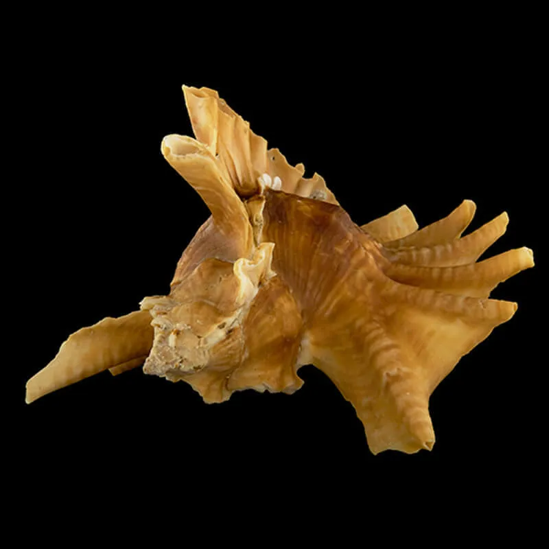 Ceratostoma Burnetti