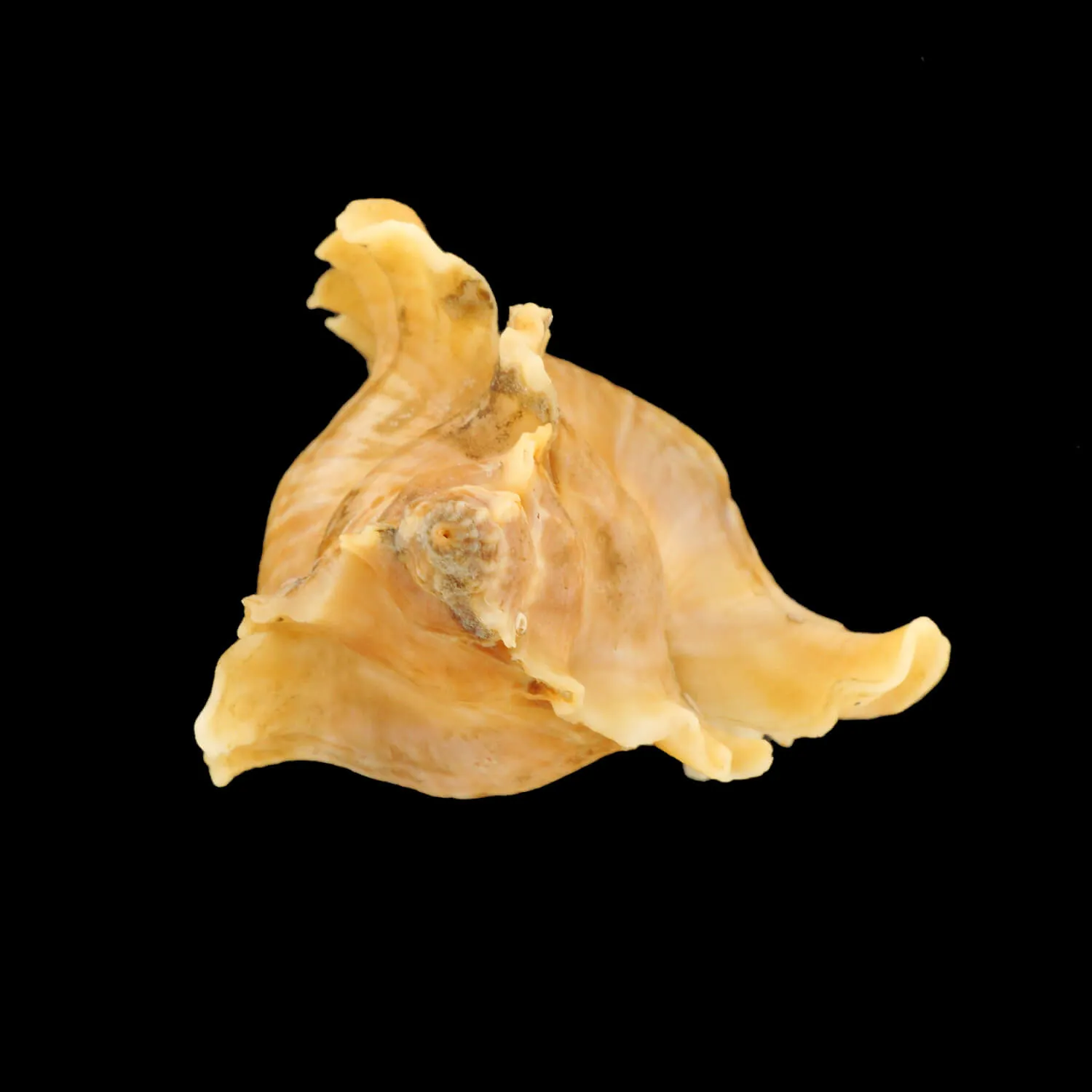 Ceratostoma Burnetti