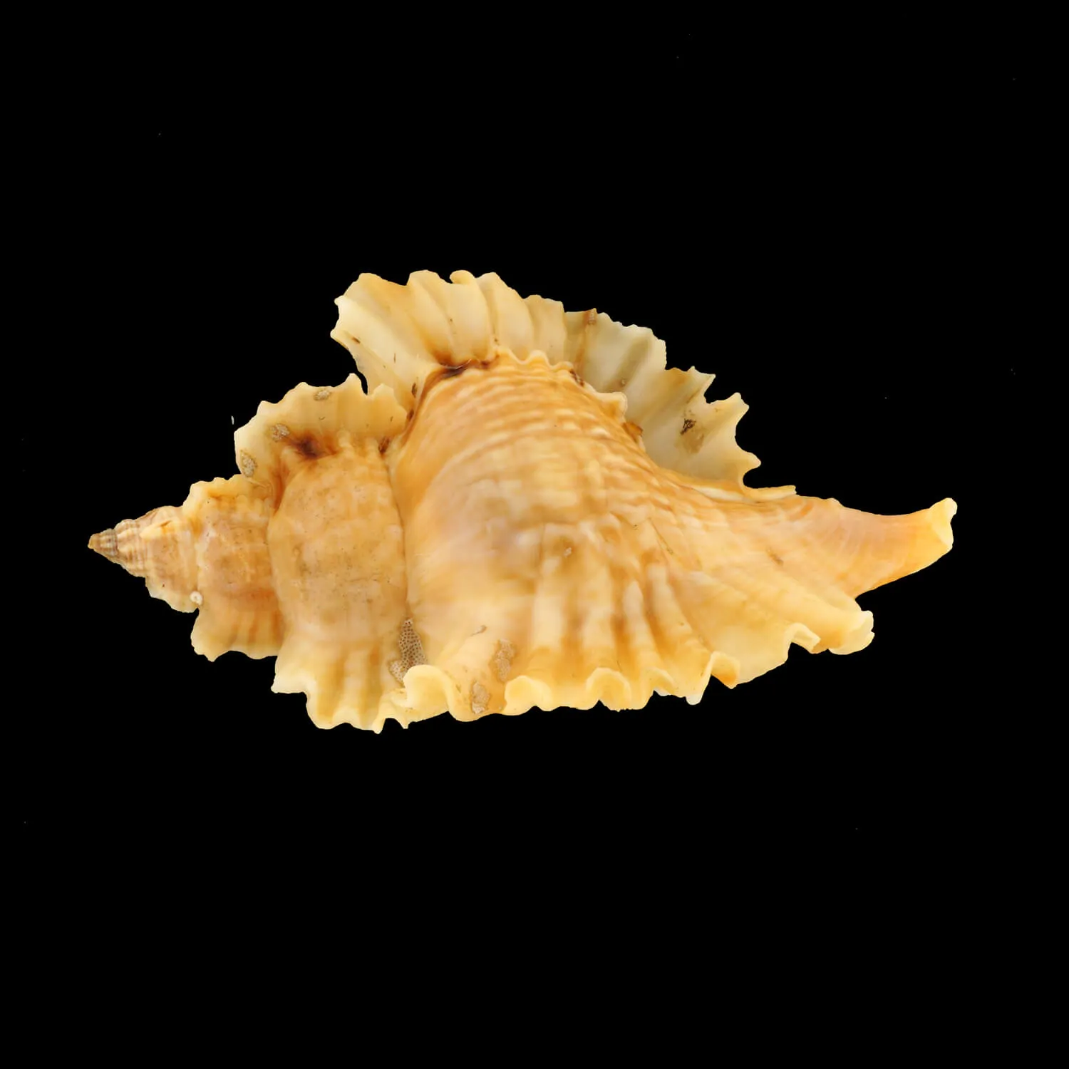 Ceratostoma Burnetti