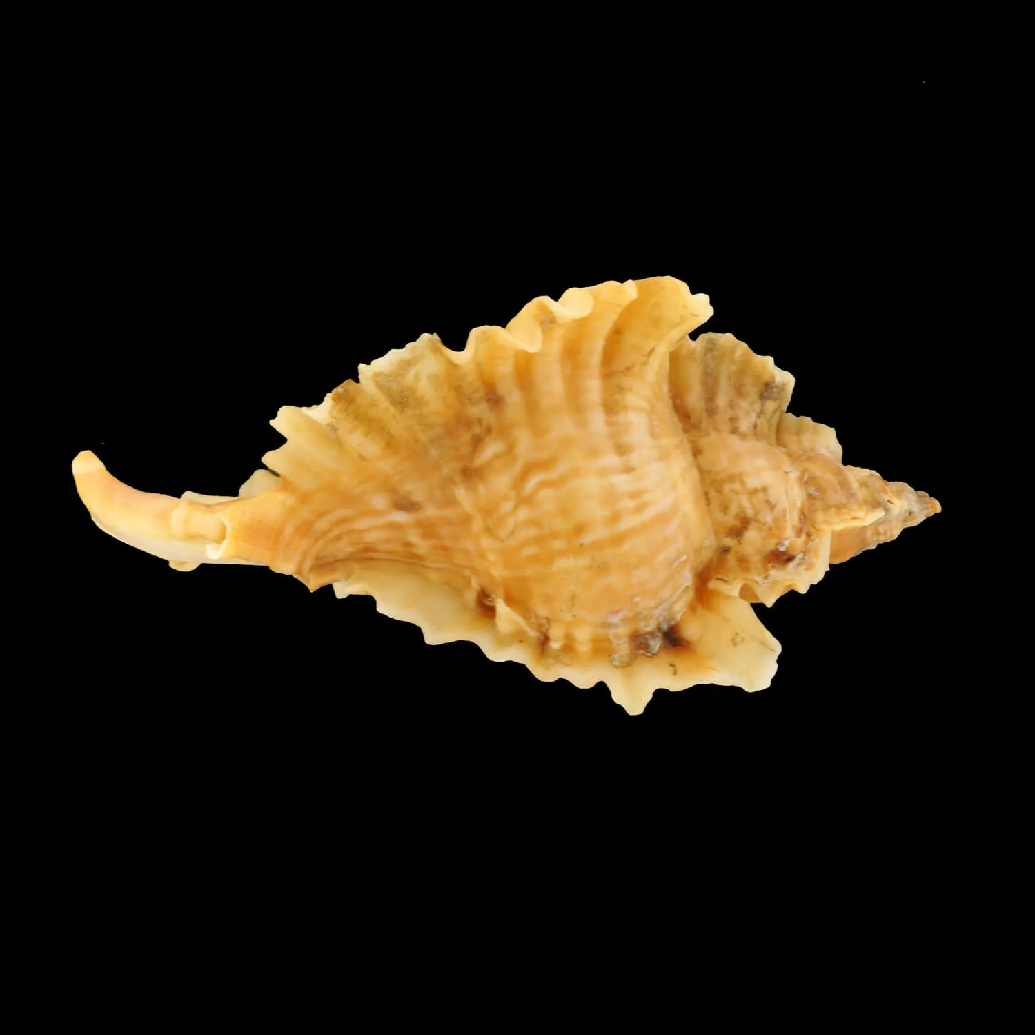 Ceratostoma Burnetti