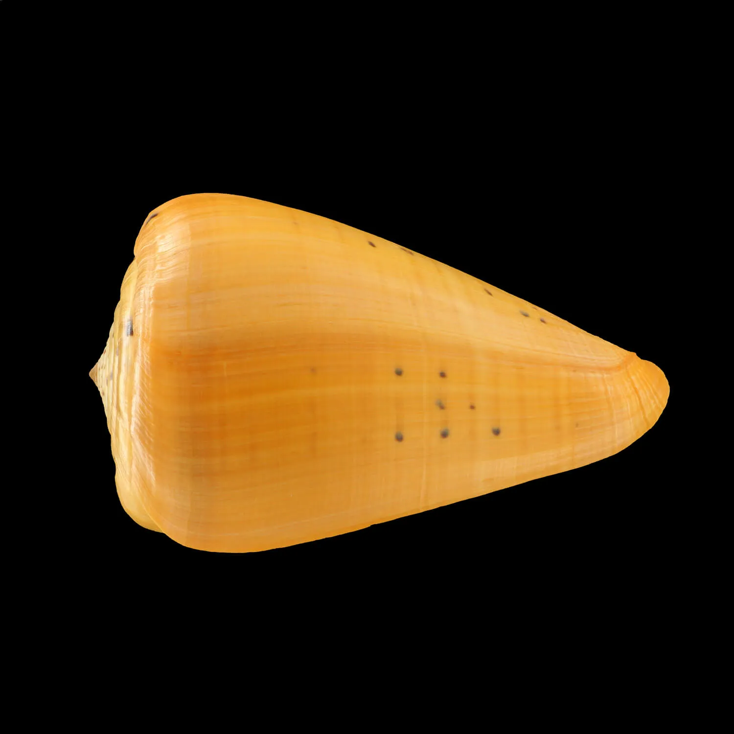 Conus Betulinus