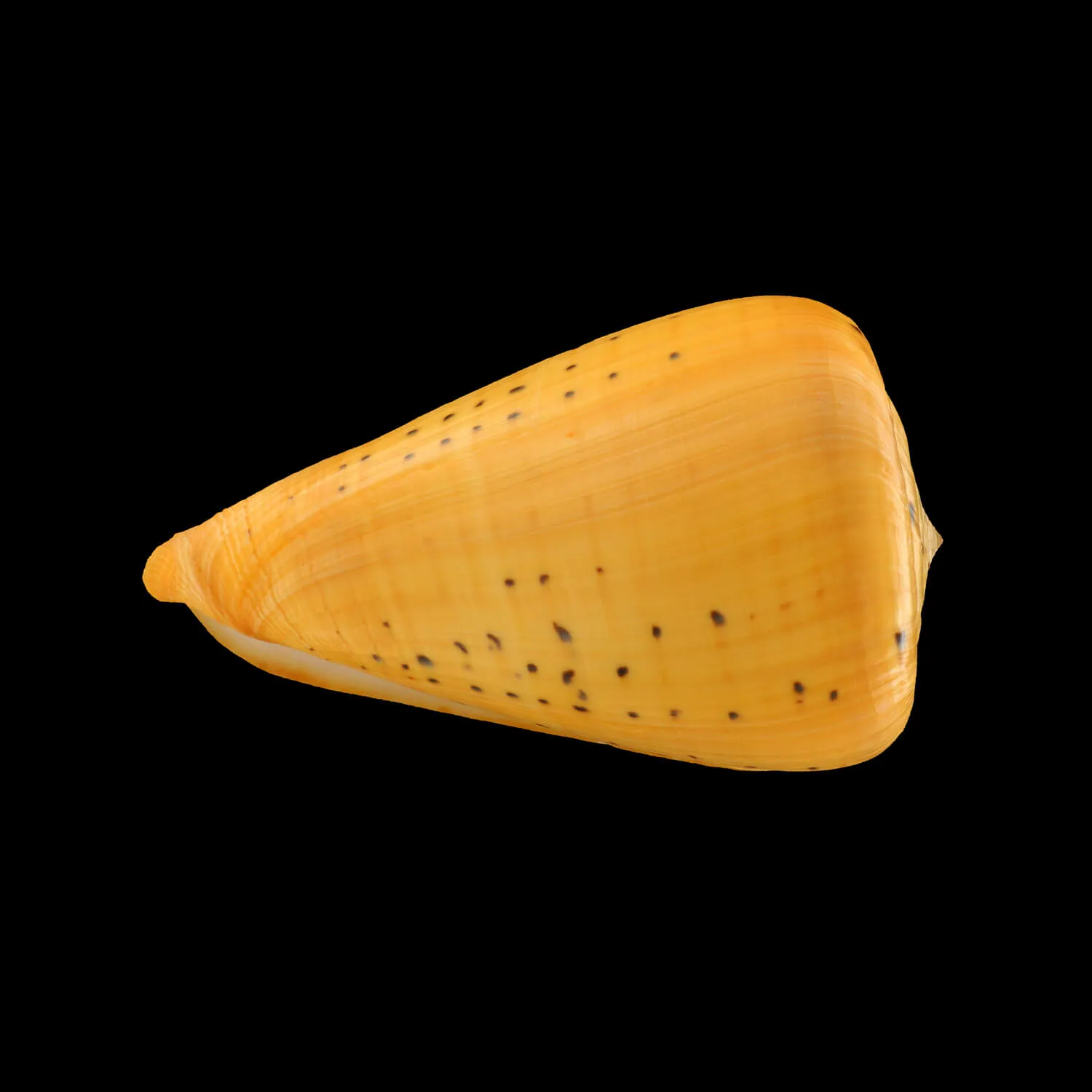 Conus Betulinus