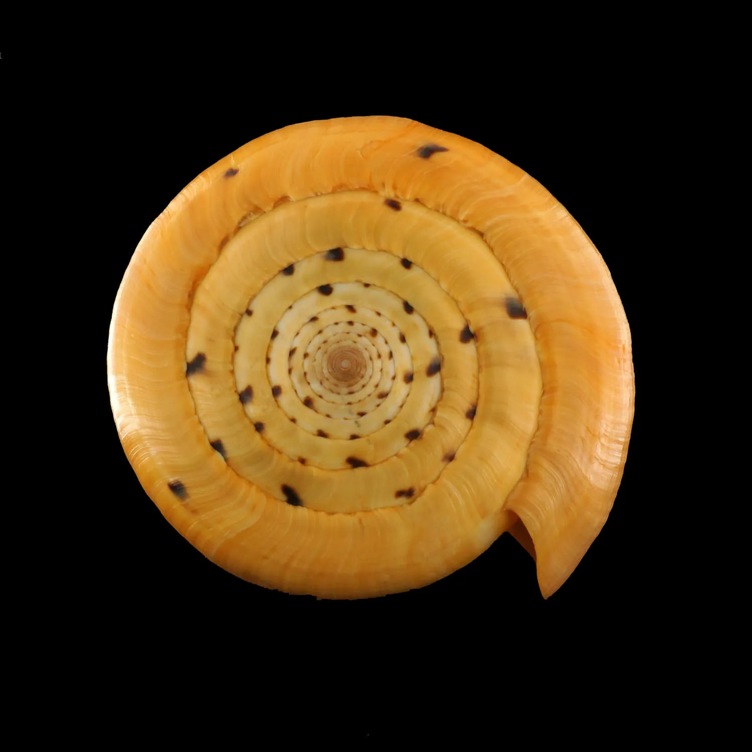 Conus Betulinus
