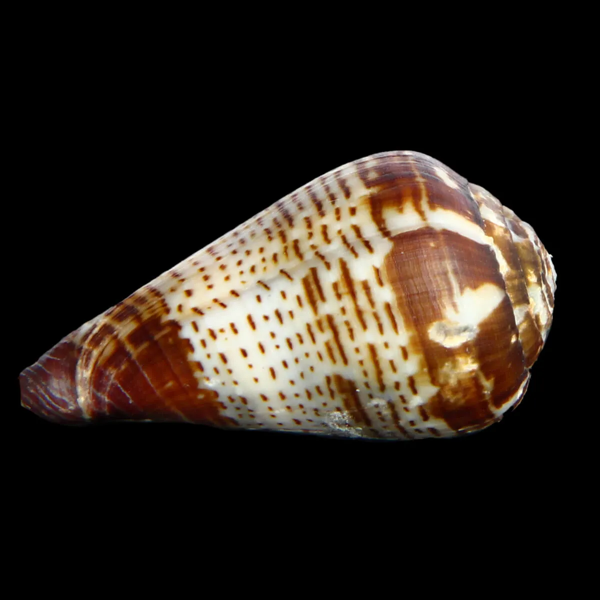 Conus Bocagei
