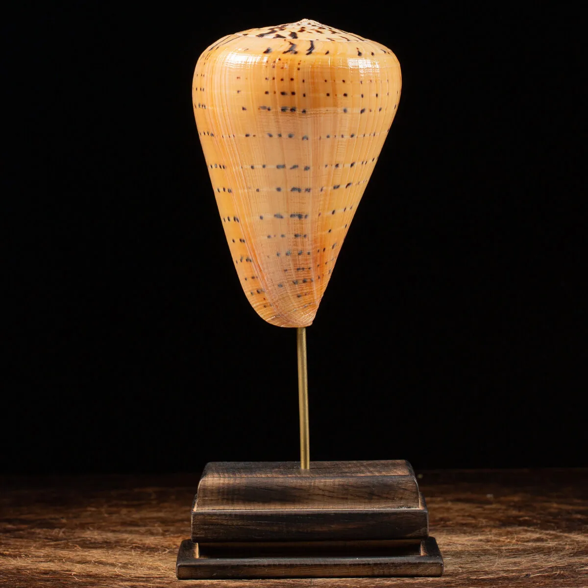 Conus Betulinus