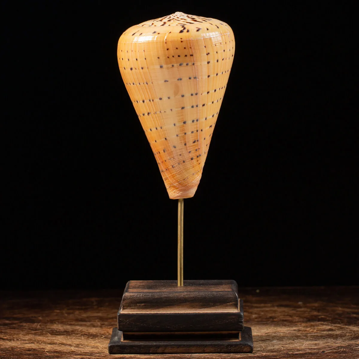 Conus Betulinus