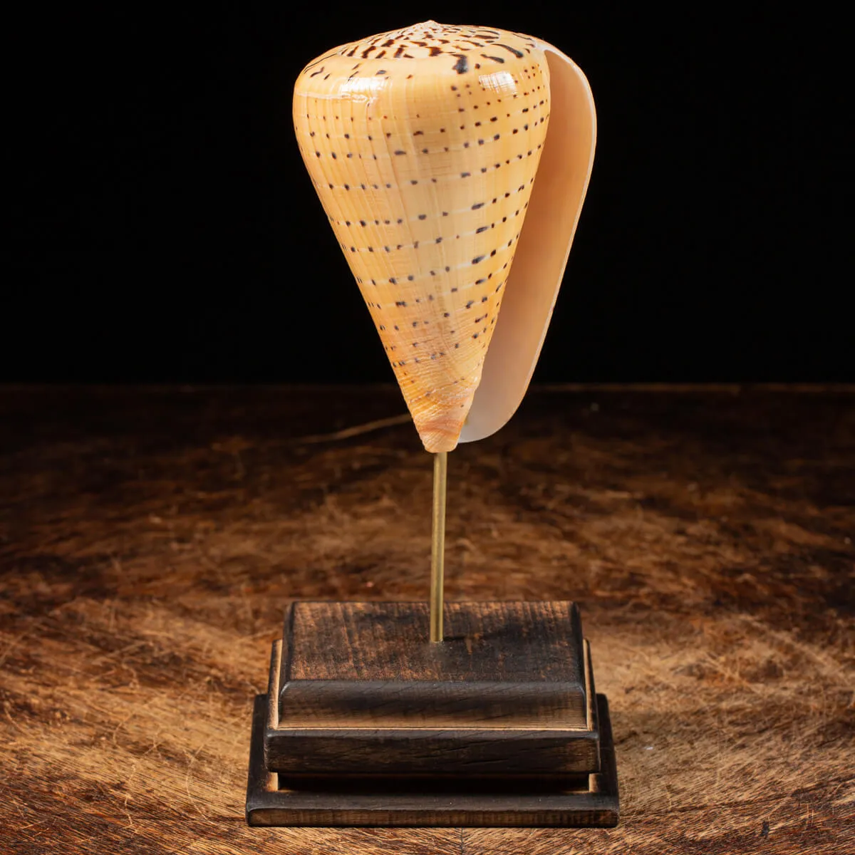 Conus Betulinus