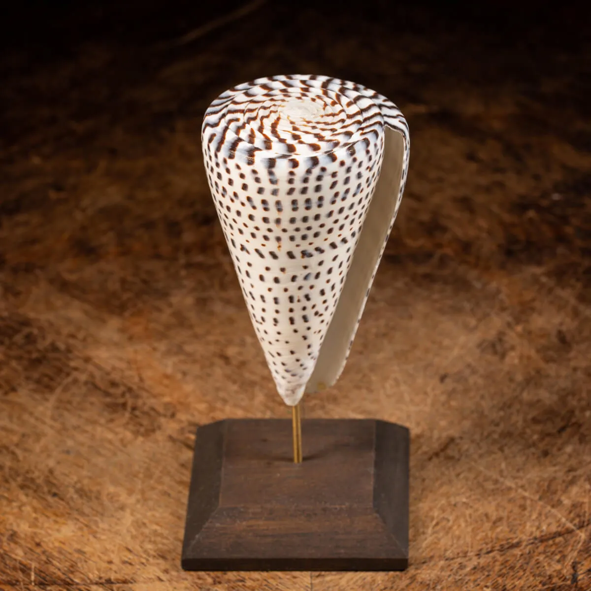 Conus Bandadus