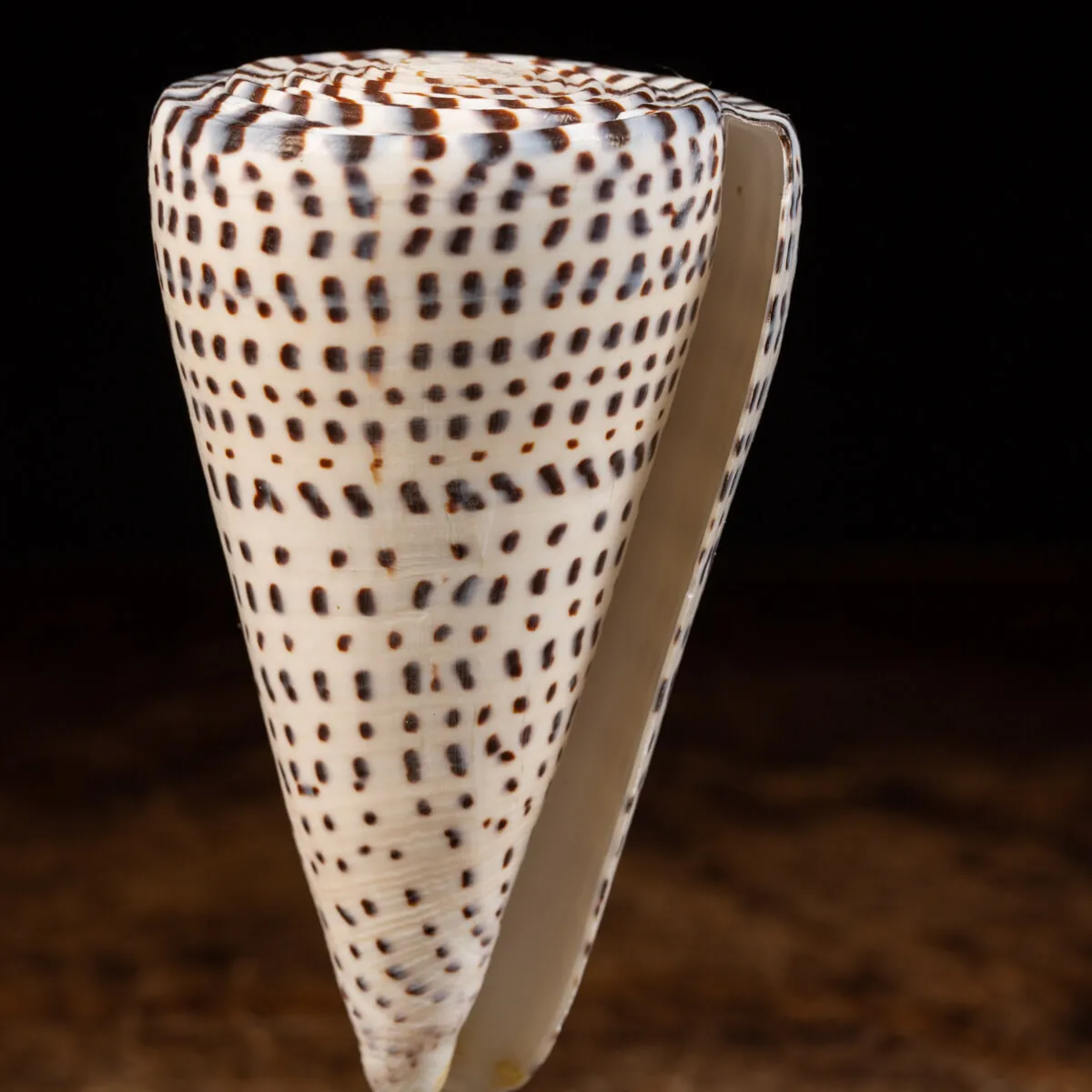 Conus Bandadus