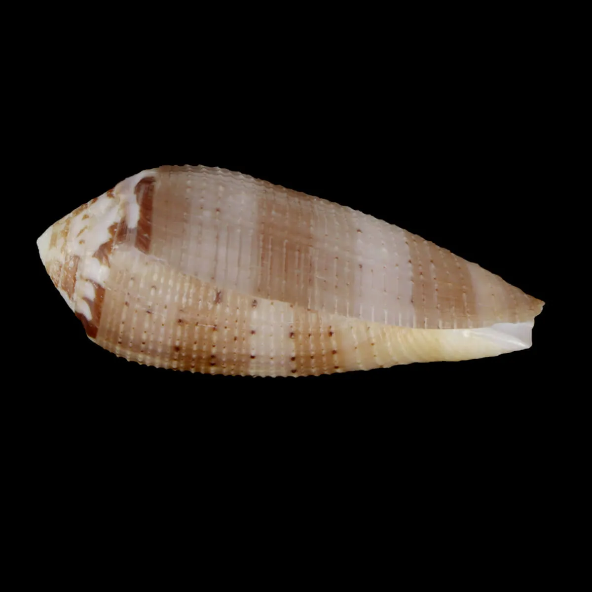 Pionoconus Circumcisus Granulate