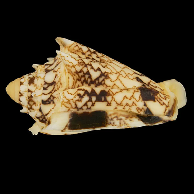 Cymbiola Chrysostoma