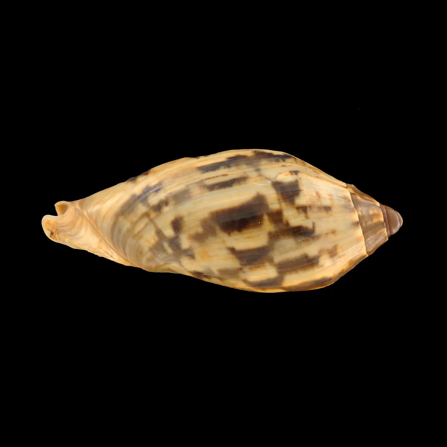 Cymbiola Cathcartiae