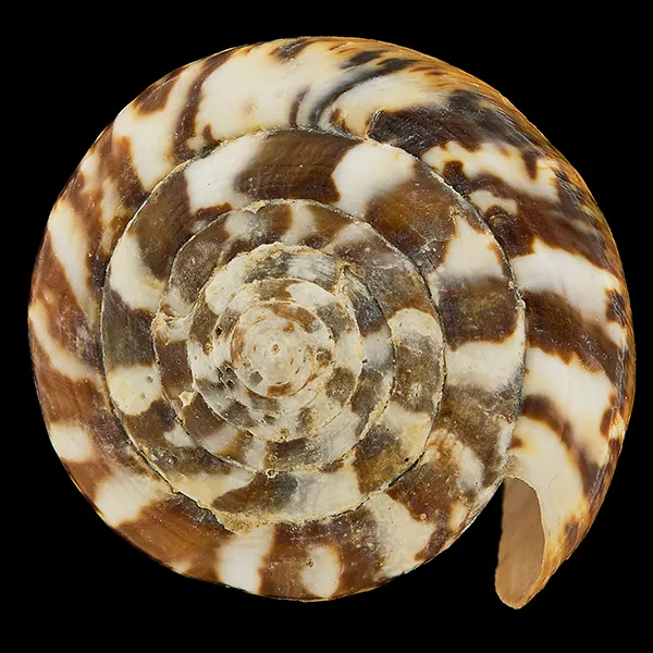 Conus Capitaneus