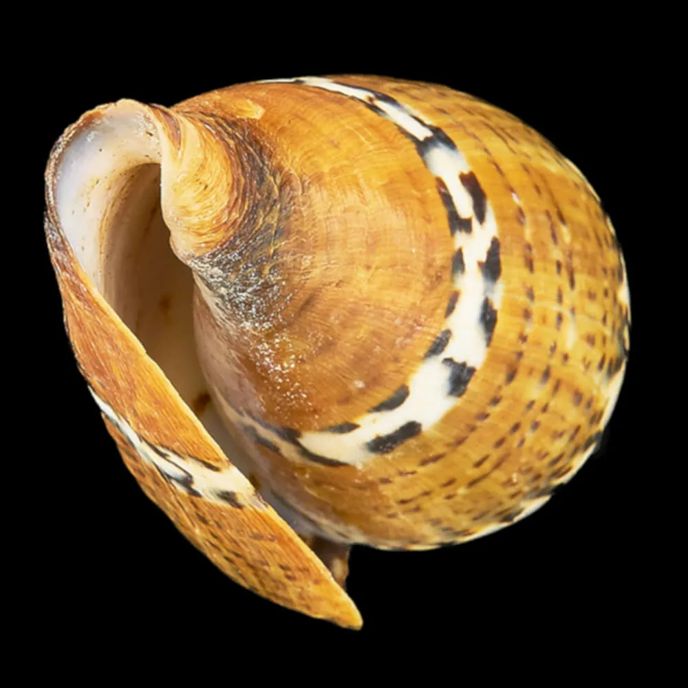 Conus Capitaneus