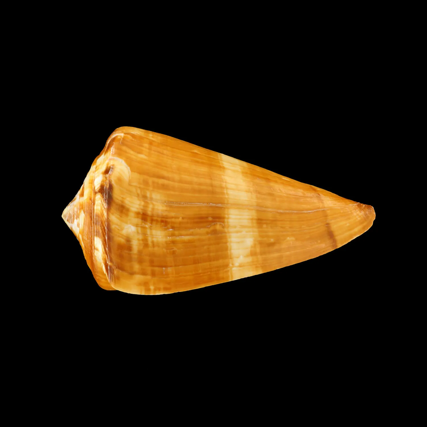 Conus Vexillum