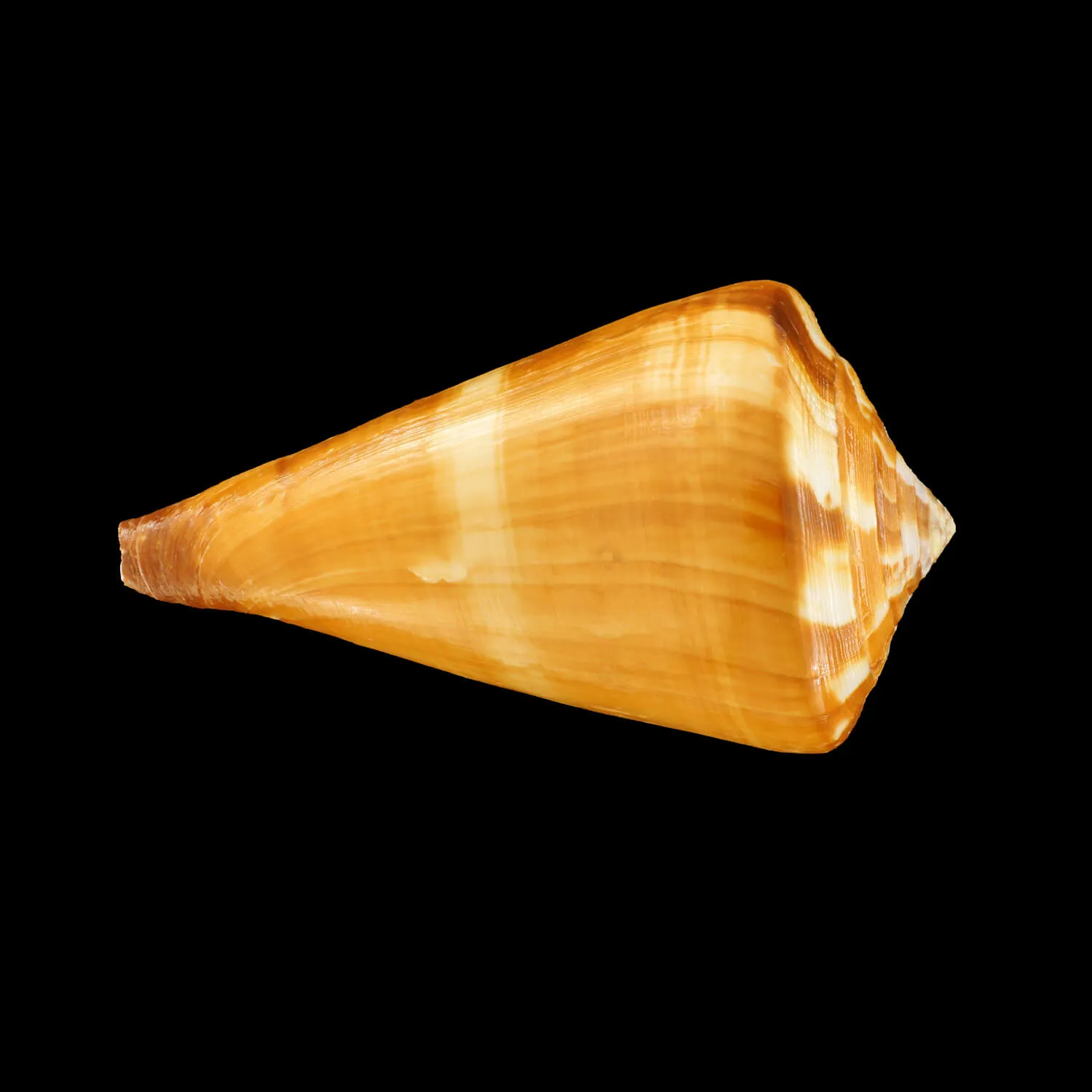 Conus Vexillum