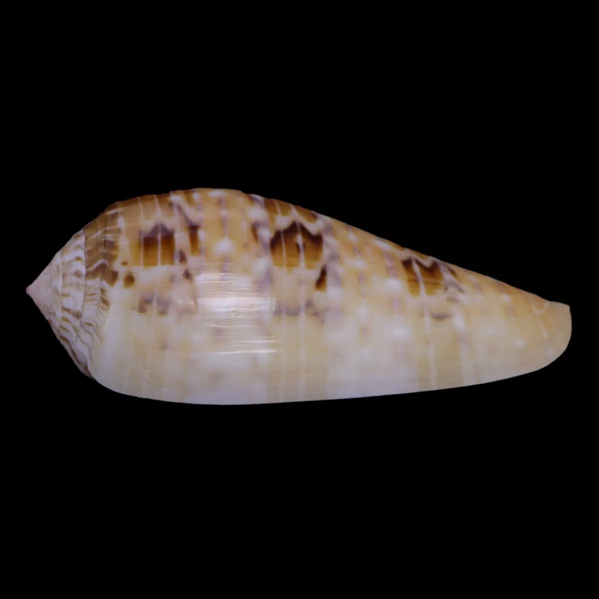 Textilia Dusaveli