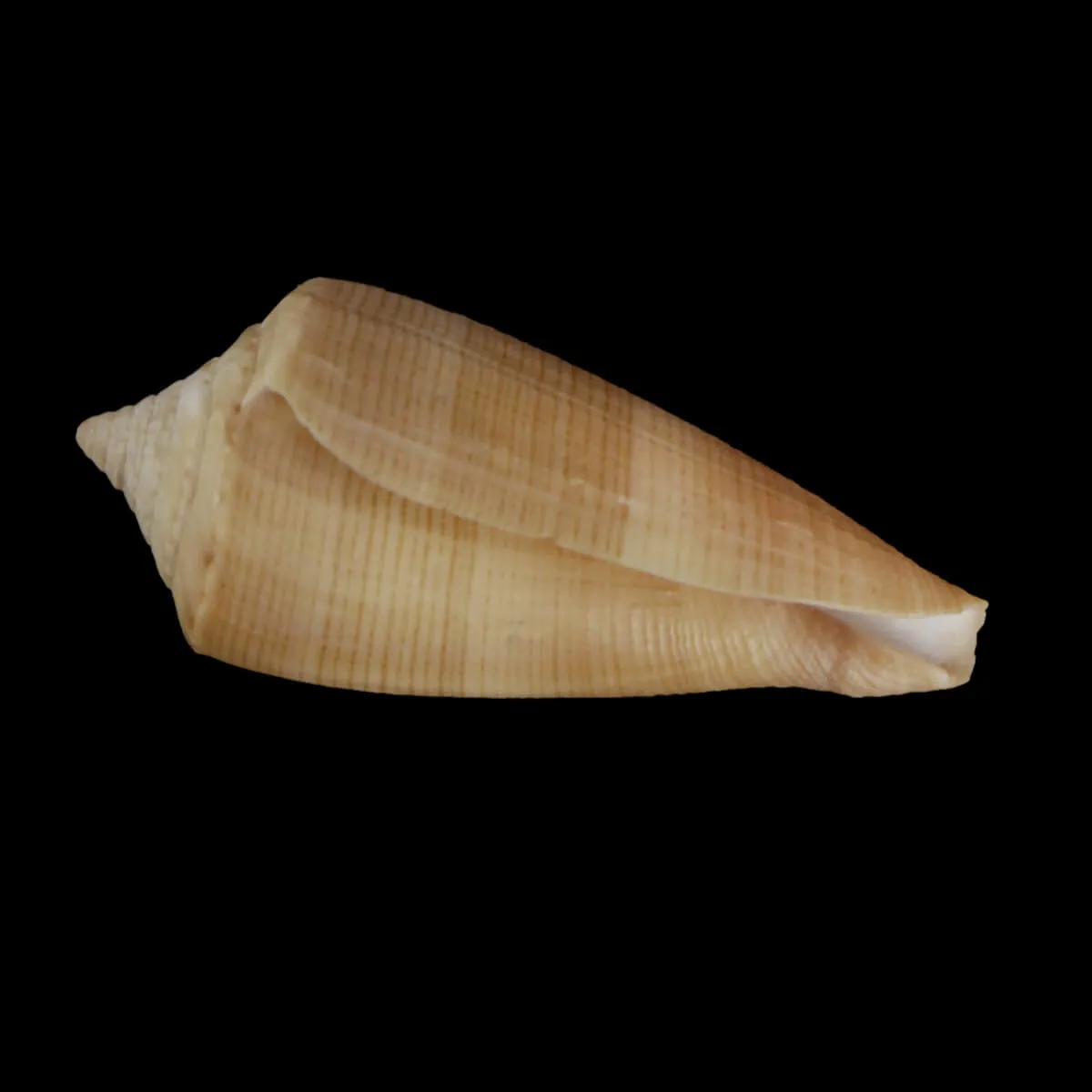 Calibanus Furvus