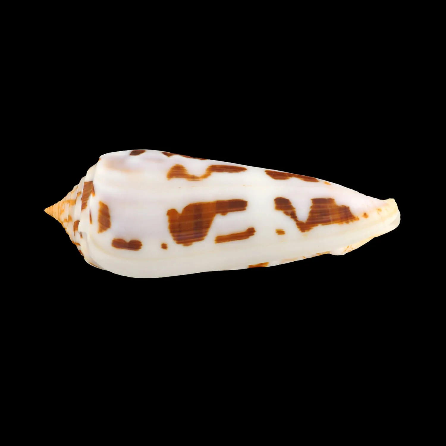 Conus Gubernator