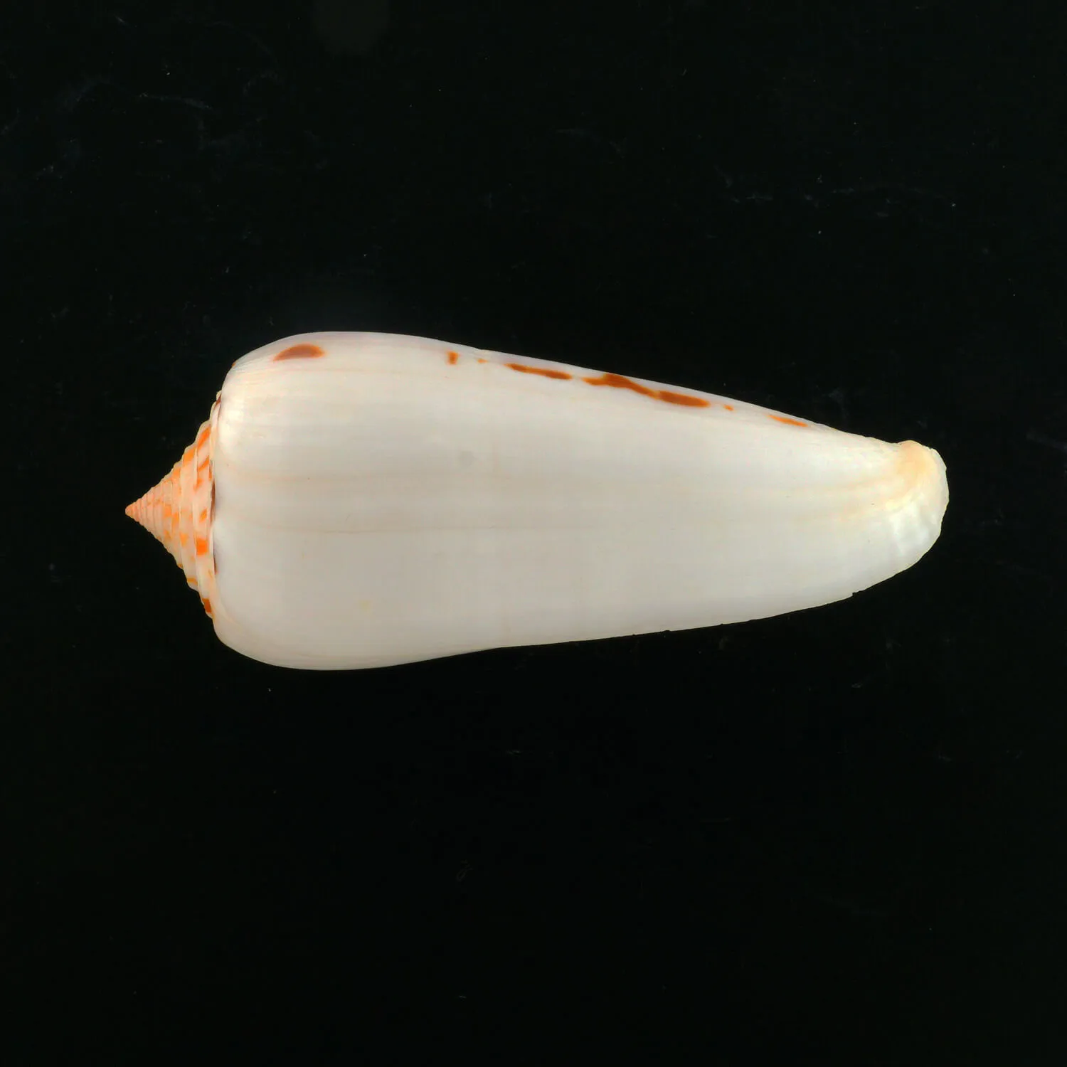 Conus Gubernator