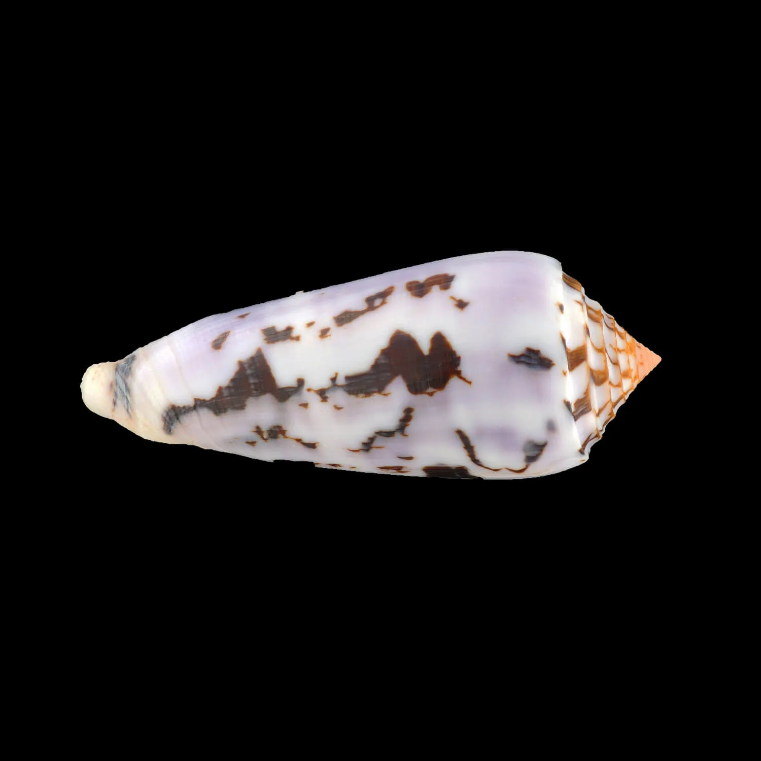 Conus Gubernator