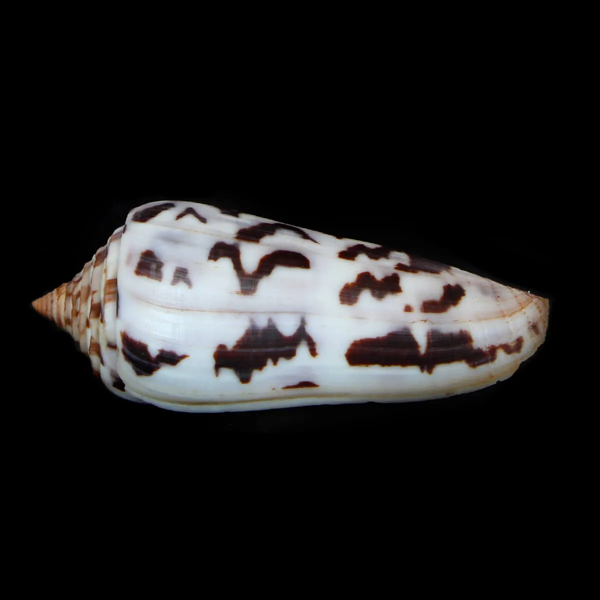 Conus Gubernator