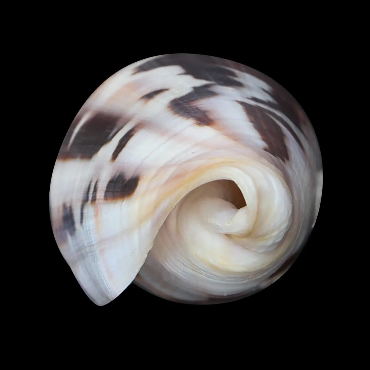 Conus Gubernator
