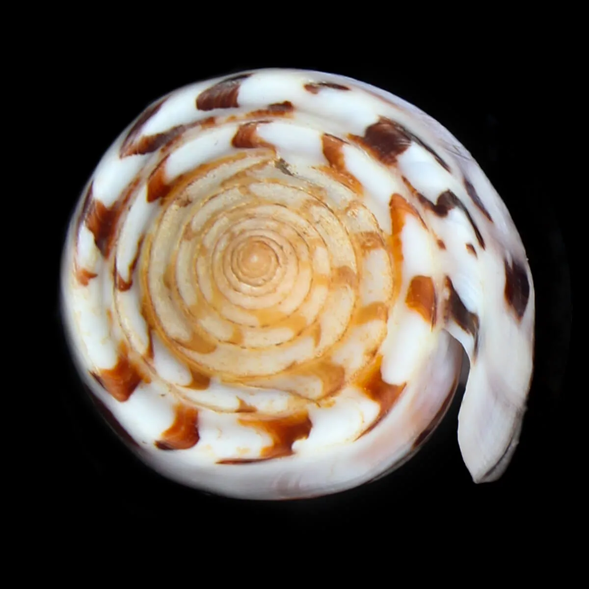 Conus Gubernator