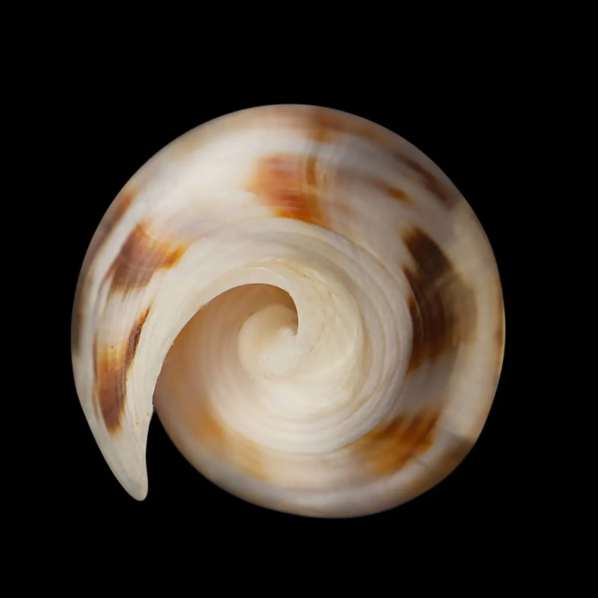 Conus Gubernator