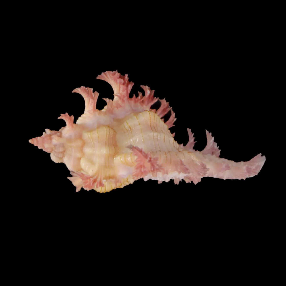 Chicoreus Nobilis
