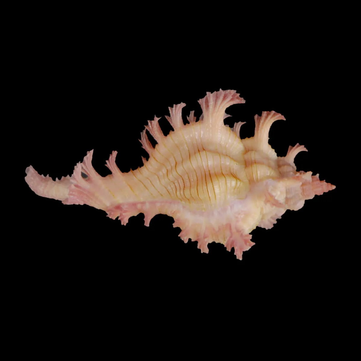 Chicoreus Nobilis