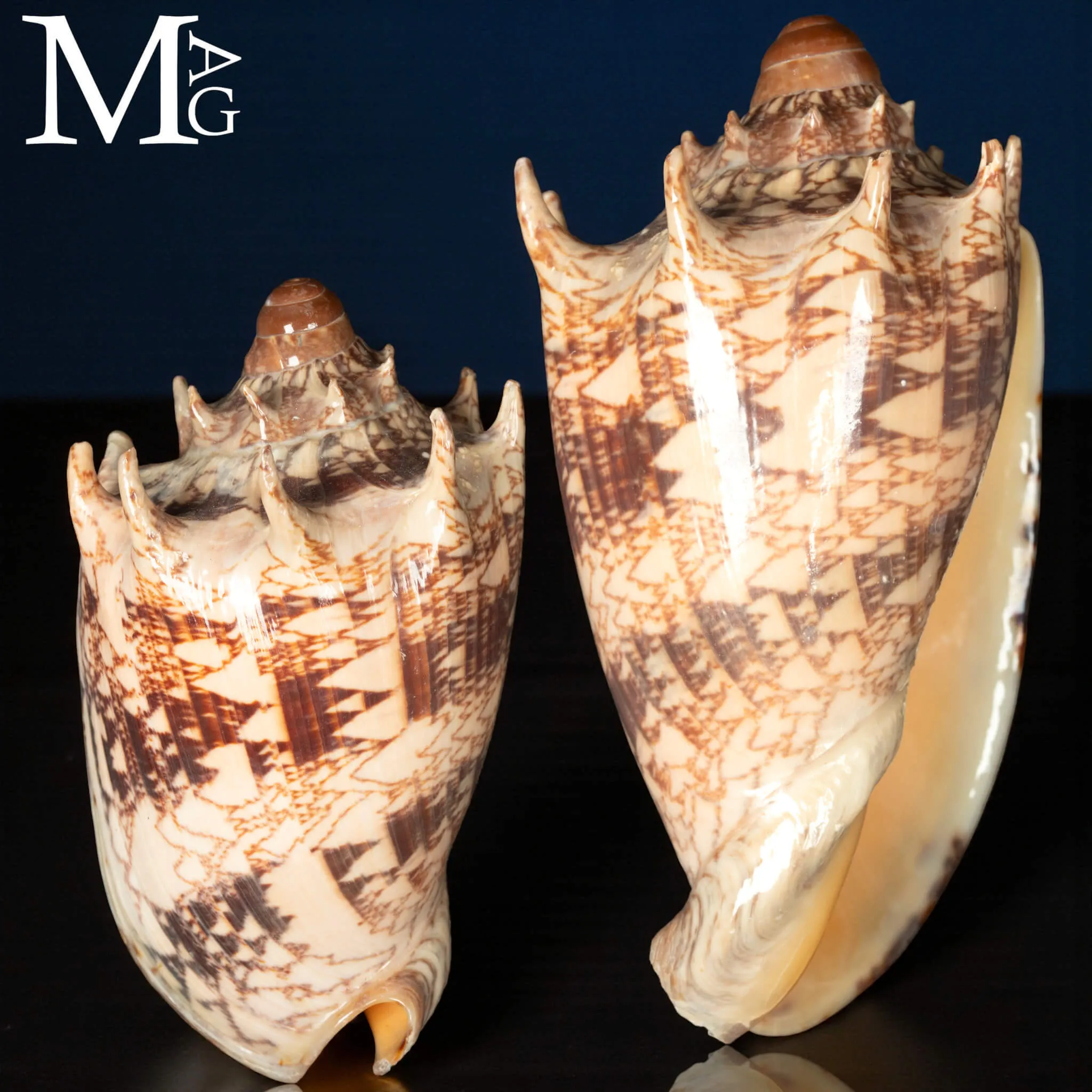 Cymbiola Imperialis -  Lightfoot, 1786.
