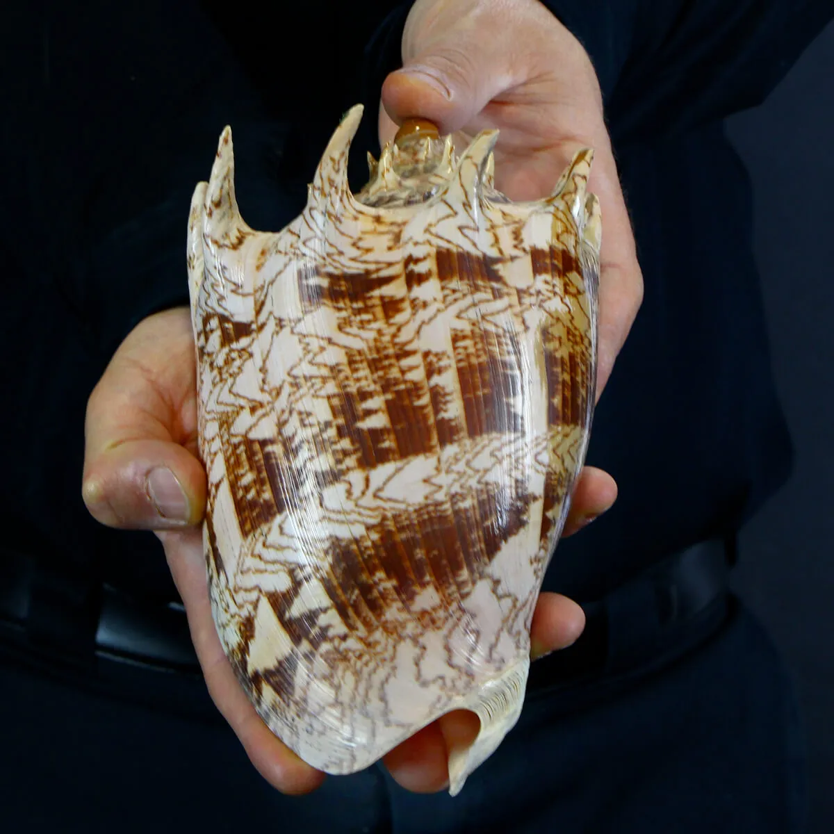 Cymbiola Imperialis XL