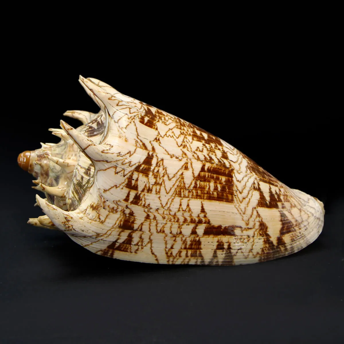 Cymbiola Imperialis XL