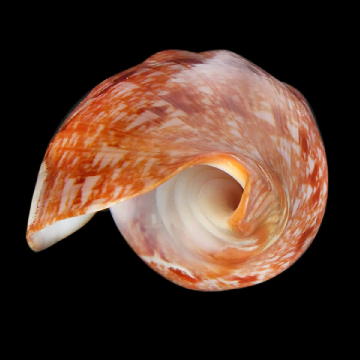 Cymbiola Innexa F. Marispuma