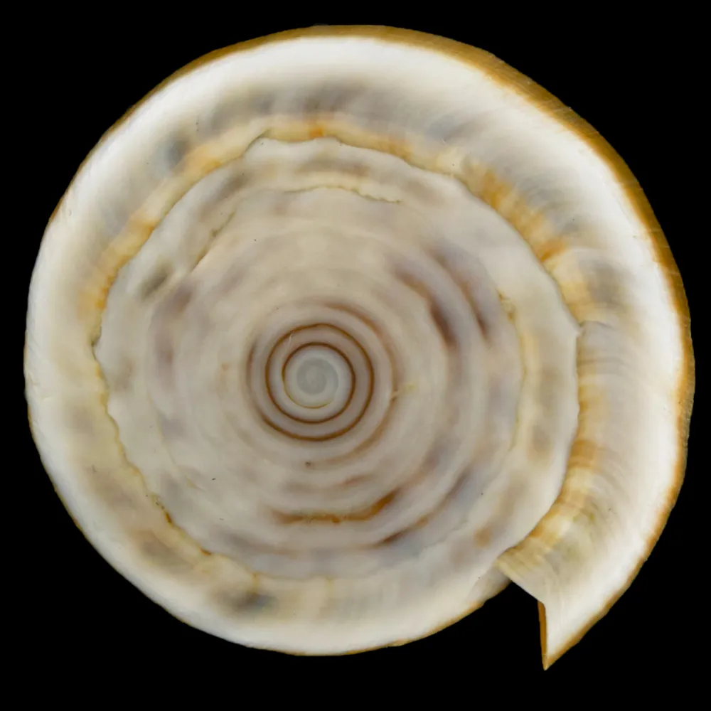 Conus Lividus