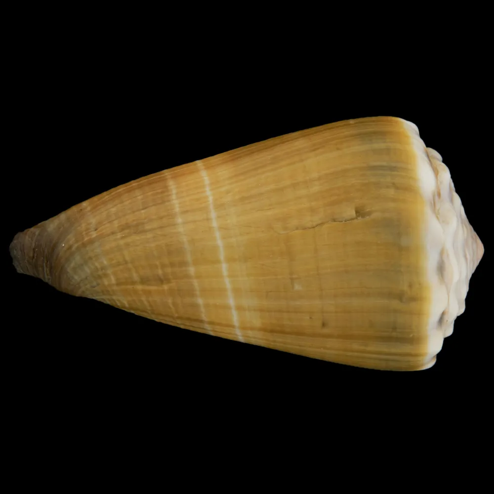 Conus Lividus