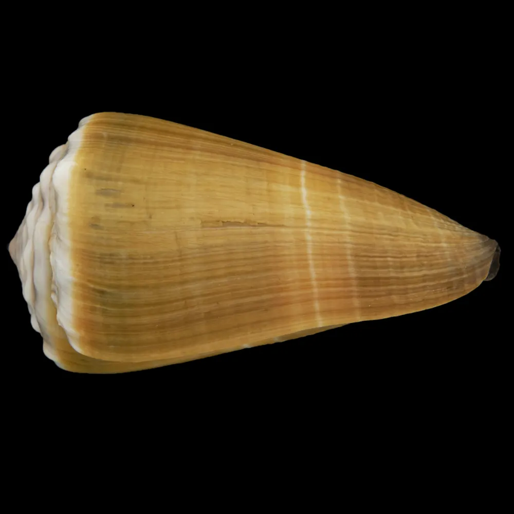 Conus Lividus