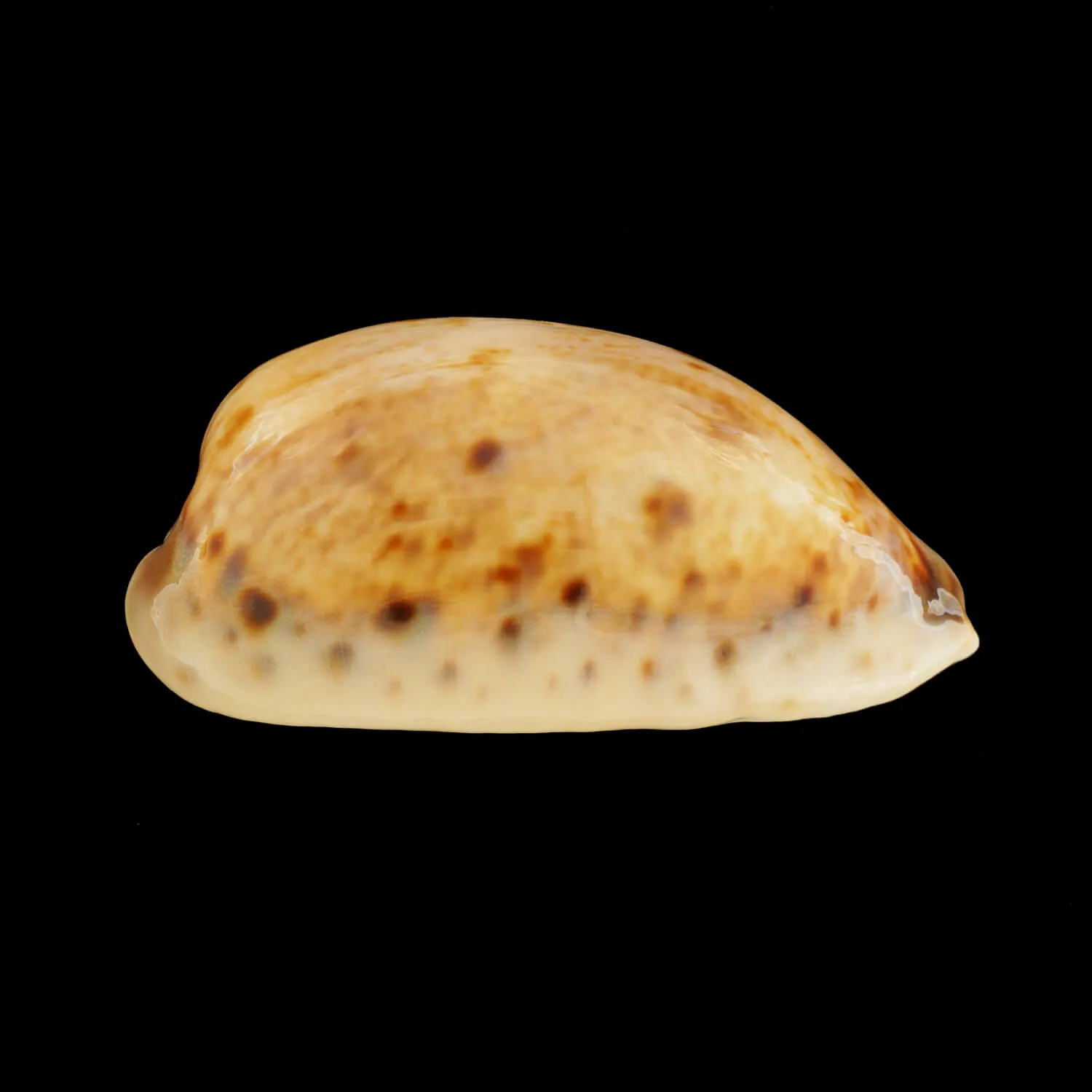 Lyncina Lynx