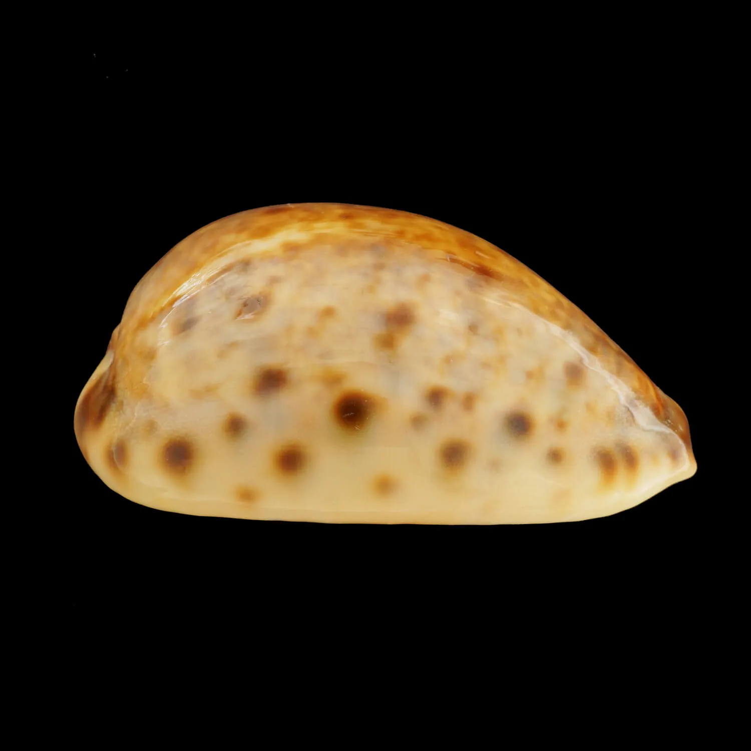 Lyncina Lynx