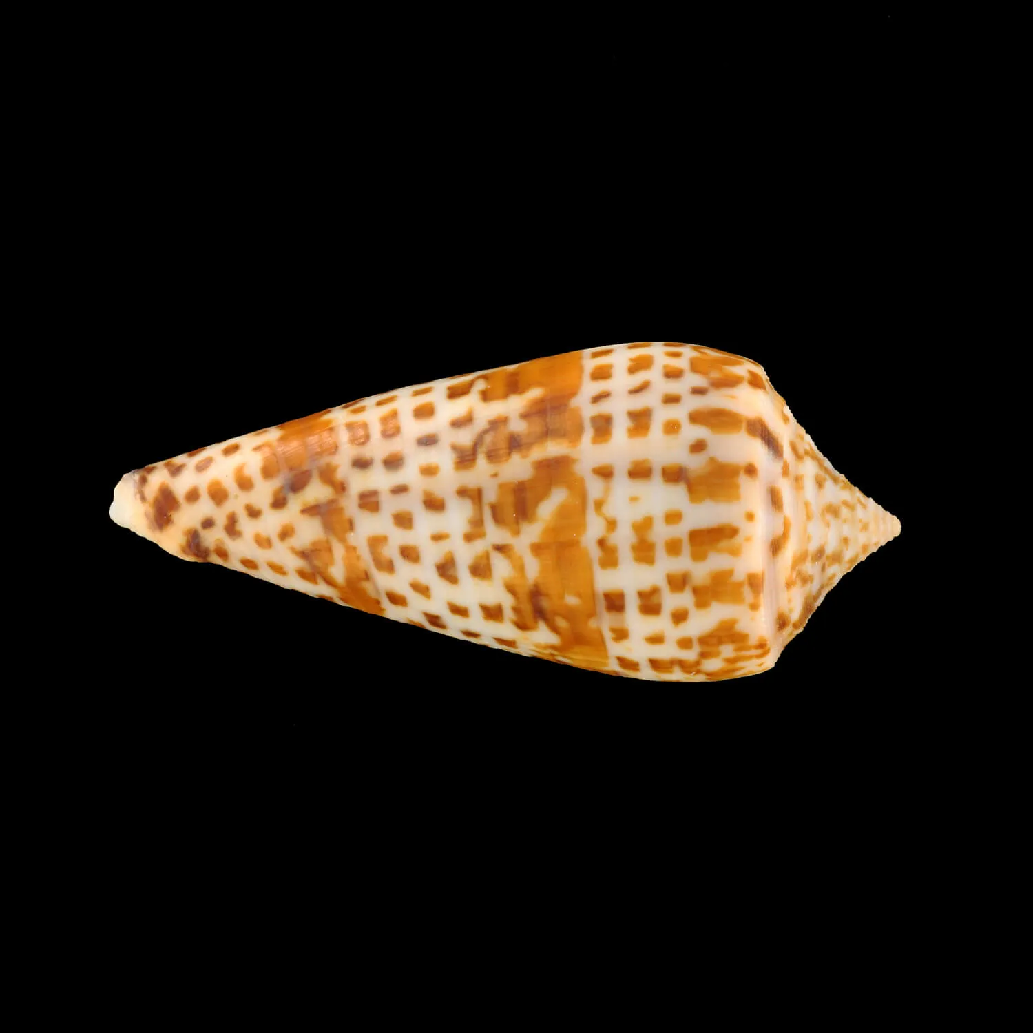 Conus Lynceus