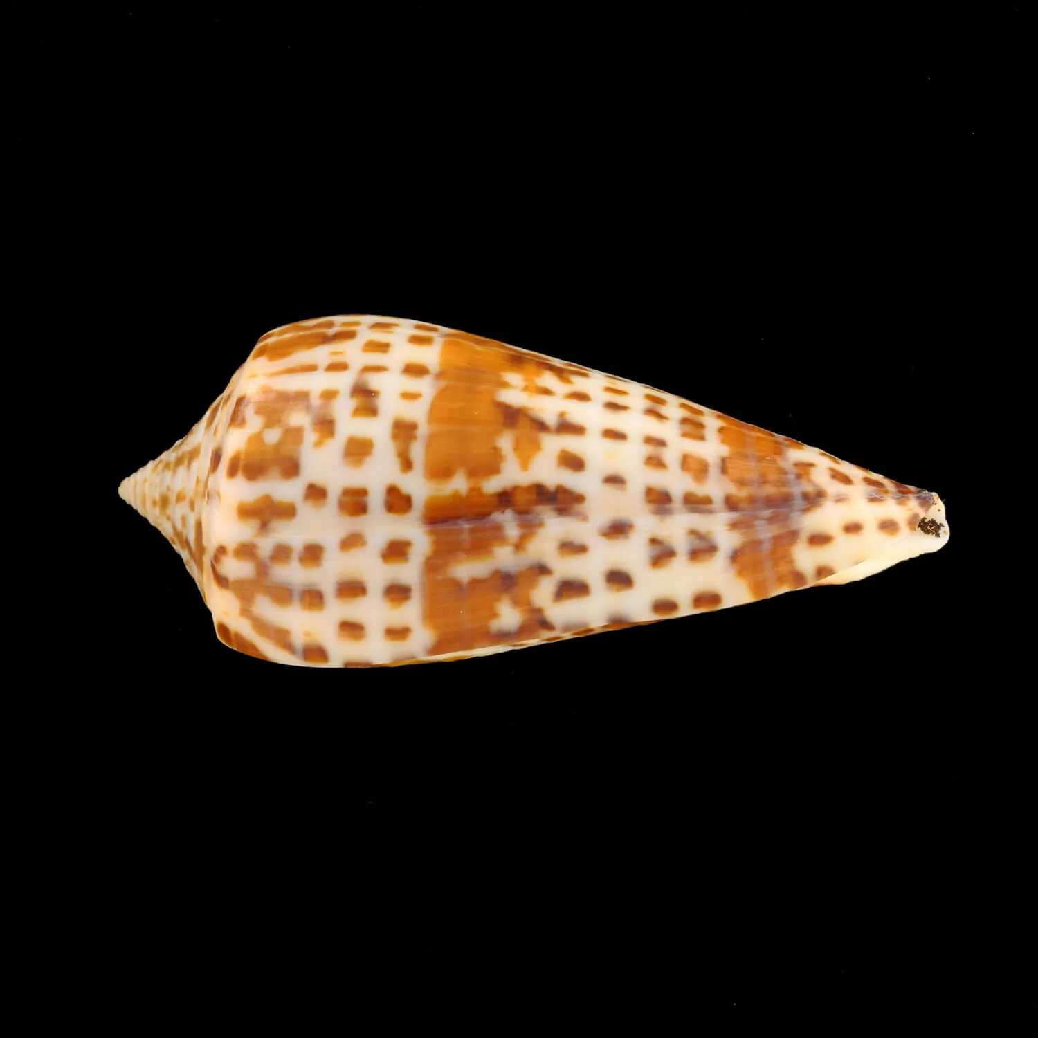 Conus Lynceus