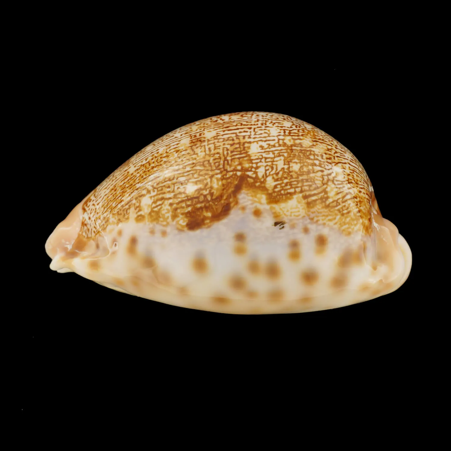 Leporicypraea Mappa