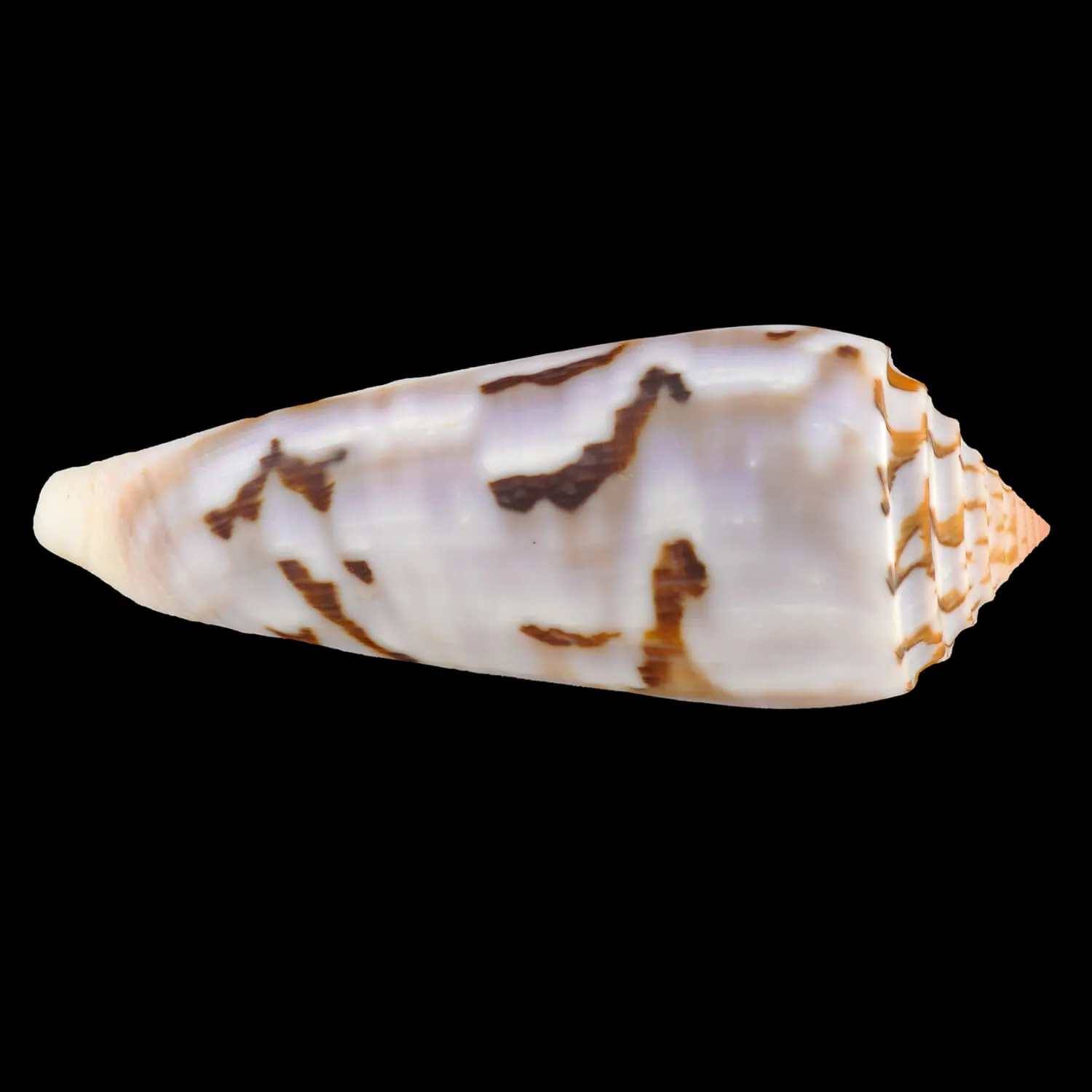 Conus Gubernator