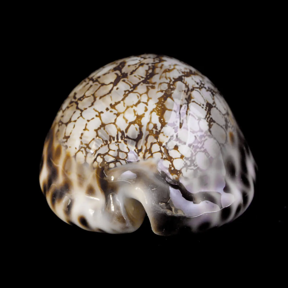 Cypraea Maculifera