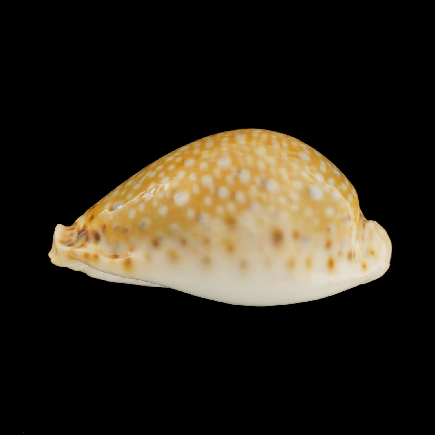 Naria Lamarckii