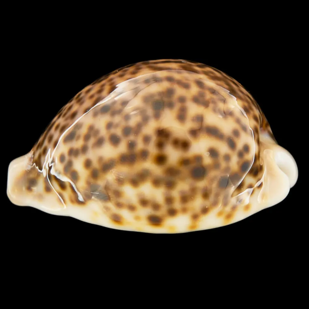 Cypraea Pantherina 