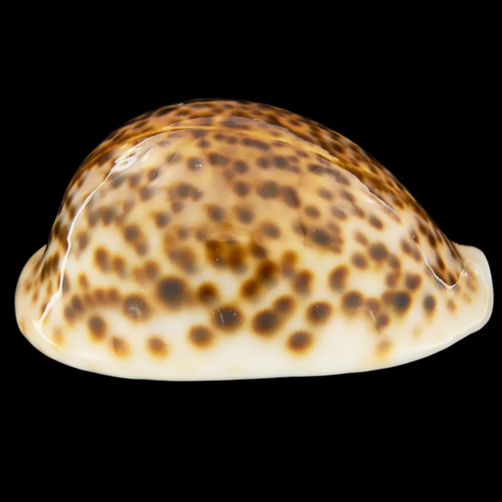 Cypraea Pantherina 