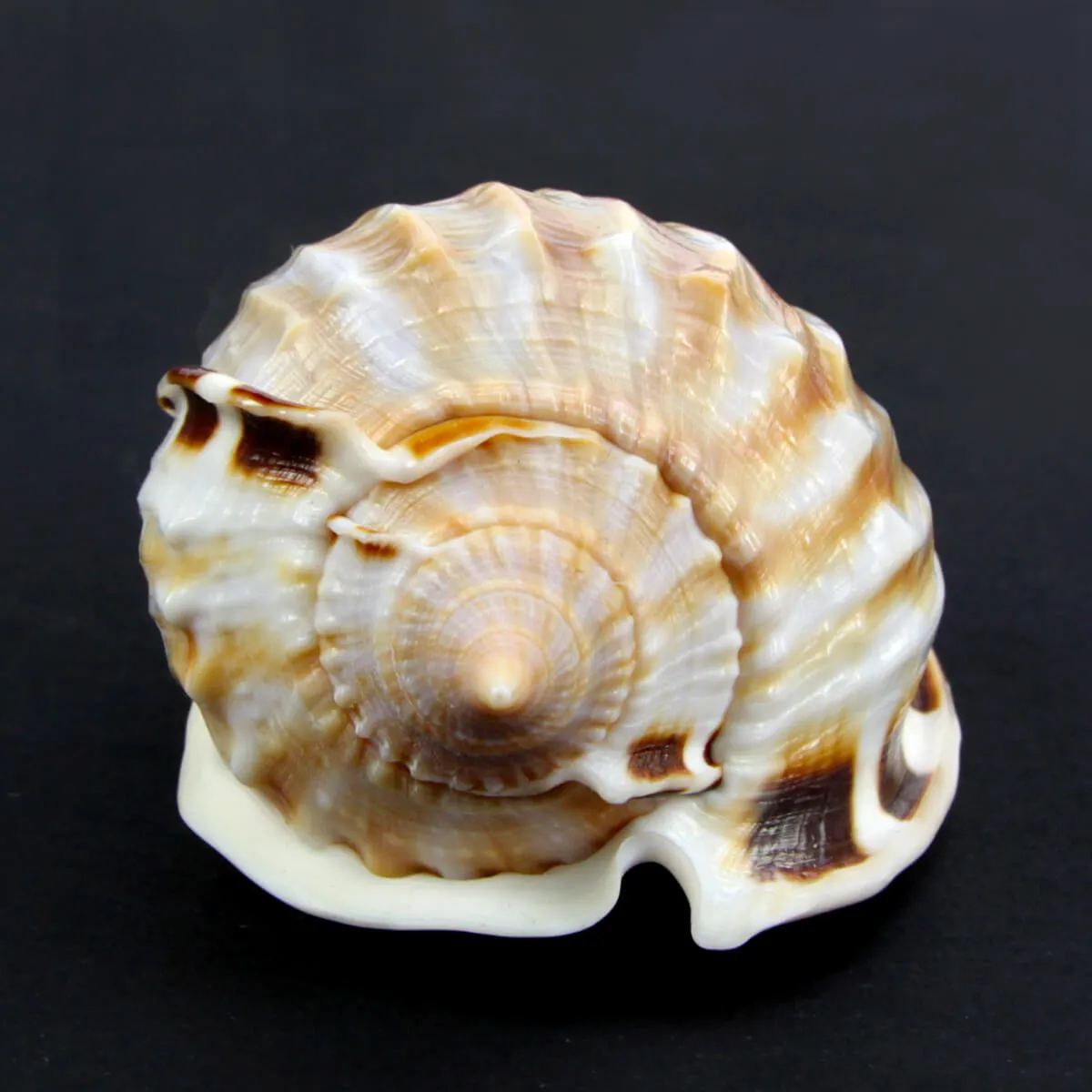 Phalium Fimbria