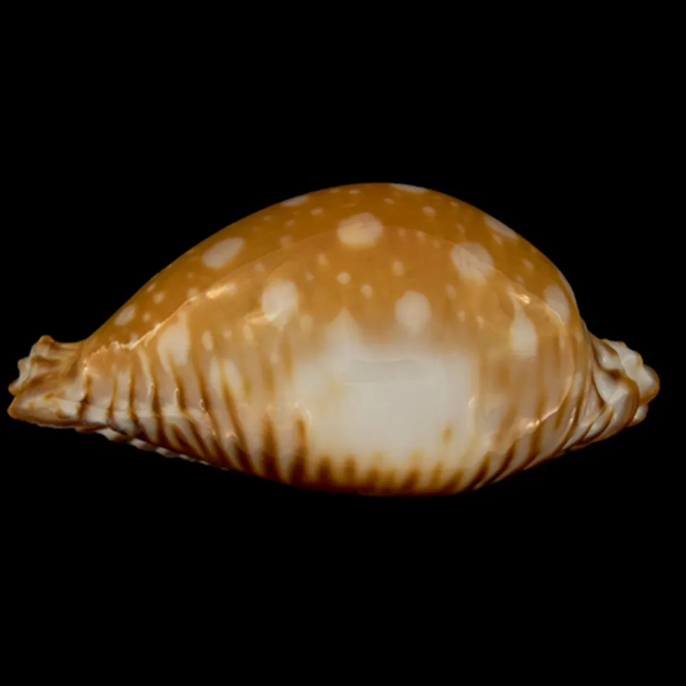 Perisserosa Guttata